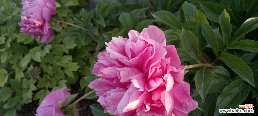 王艳芍药的花语有何特别之处？