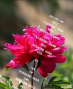 王艳芍药的花语有何特别之处？