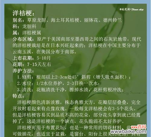 袁基的专属花语是什么意思？袁基花语有何特别之处？