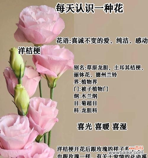 袁基的专属花语是什么意思？袁基花语有何特别之处？