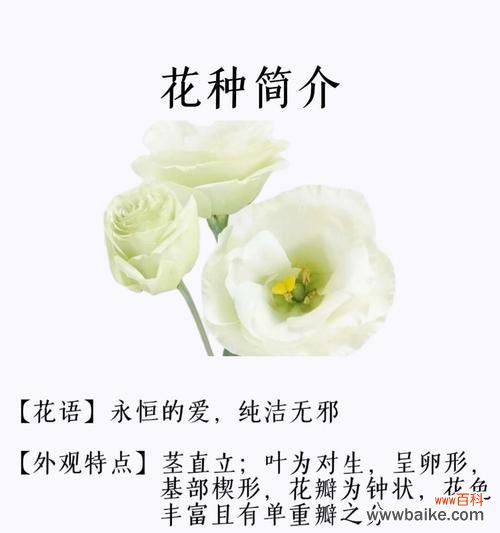 袁基的专属花语是什么意思？袁基花语有何特别之处？