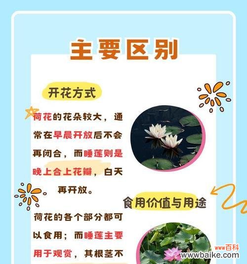 白荷花的花语及其象征意义是什么?小黑种子的花语是什么?