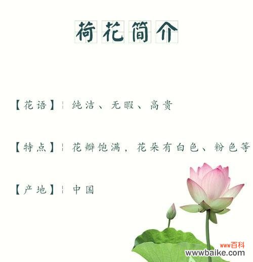 白荷花的花语及其象征意义是什么?小黑种子的花语是什么?