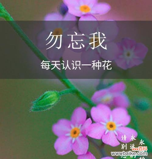 勿忘我花语是什么意思?勿忘我花代表了怎样的情感?