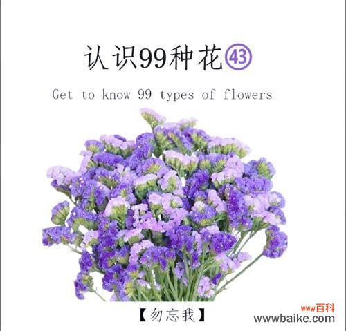 勿忘我花语是什么意思?勿忘我花代表了怎样的情感?