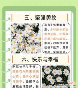 绿雏菊花的花语和寓意有何深意？