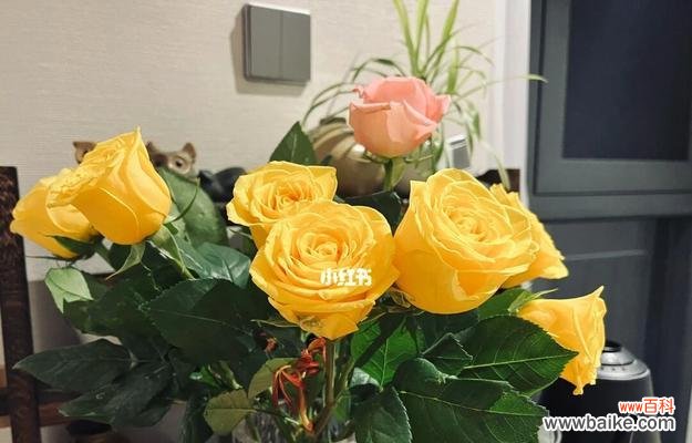 黄玫瑰代表友谊、祝福与感恩的一种特殊表达方式 男人送女孩黄玫瑰的寓意与表达方式