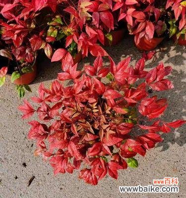 揭开南天竹的象征意义，了解它的独特魅力 南天竹寓意象征的奥秘