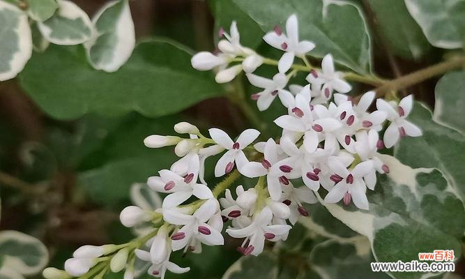 探寻女贞花的深意，发现生活中的奇迹 女贞花的花语——祝福与坚韧