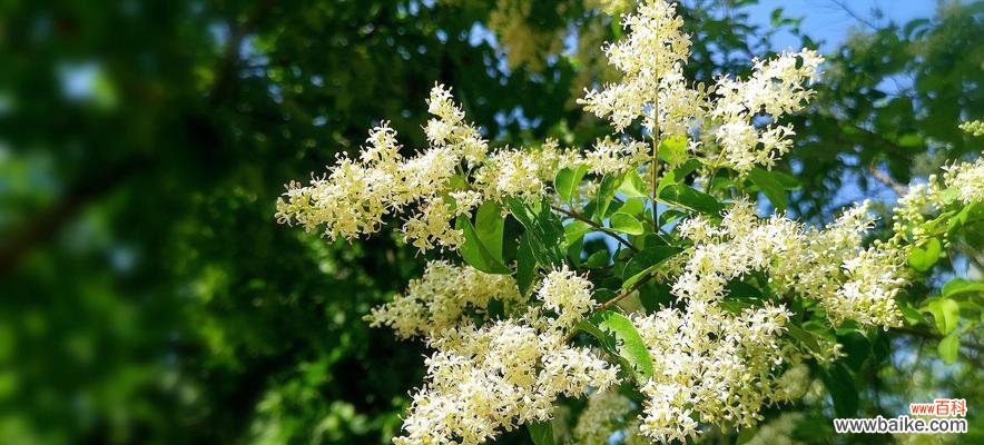 探寻女贞花的深意，发现生活中的奇迹 女贞花的花语——祝福与坚韧