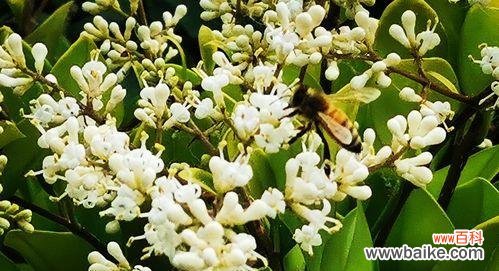 探寻女贞花的深意，发现生活中的奇迹 女贞花的花语——祝福与坚韧