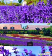 探寻女性心灵深处的温柔与梦幻 薰衣草情缘