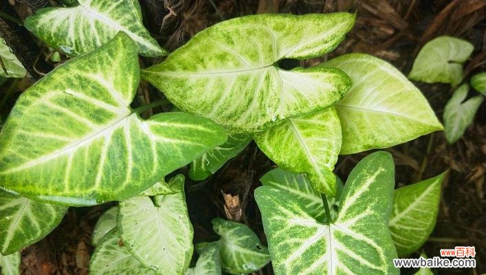 探索茑尾花的隐藏花语，呈现大自然奇妙的秘密 茑尾花的花语及其深刻寓意
