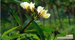 探索茑尾花的隐藏花语，呈现大自然奇妙的秘密 茑尾花的花语及其深刻寓意