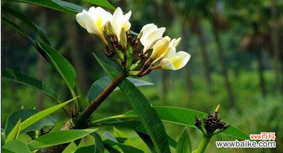 探索茑尾花的隐藏花语，呈现大自然奇妙的秘密 茑尾花的花语及其深刻寓意