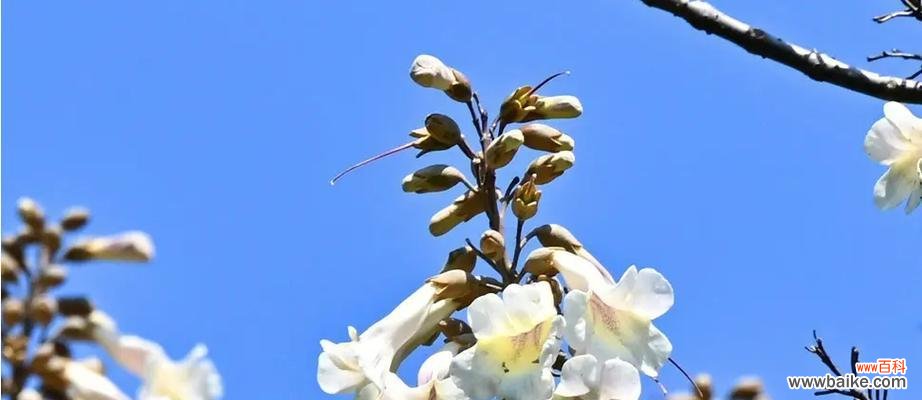 传递希望与繁荣的花海 泡桐花的花语与寓意