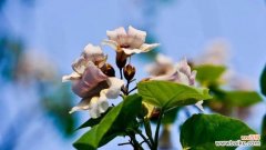 传递希望与繁荣的花海 泡桐花的花语与寓意