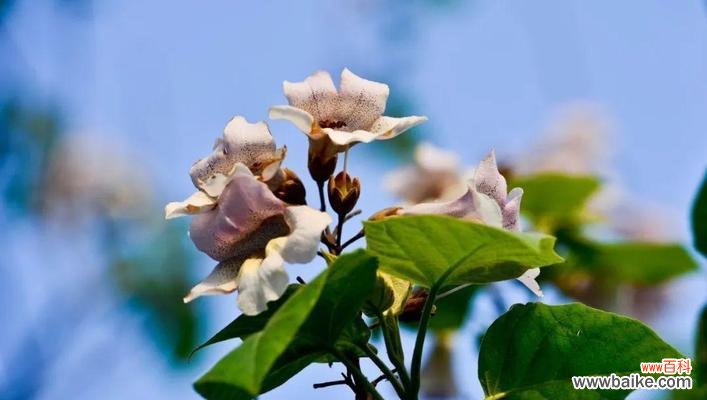 传递希望与繁荣的花海 泡桐花的花语与寓意