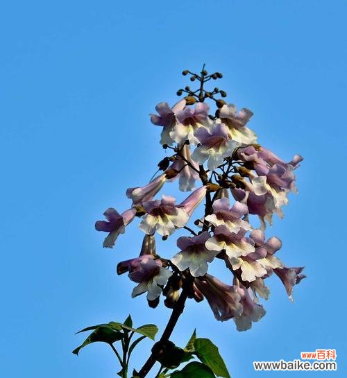 传递希望与繁荣的花海 泡桐花的花语与寓意