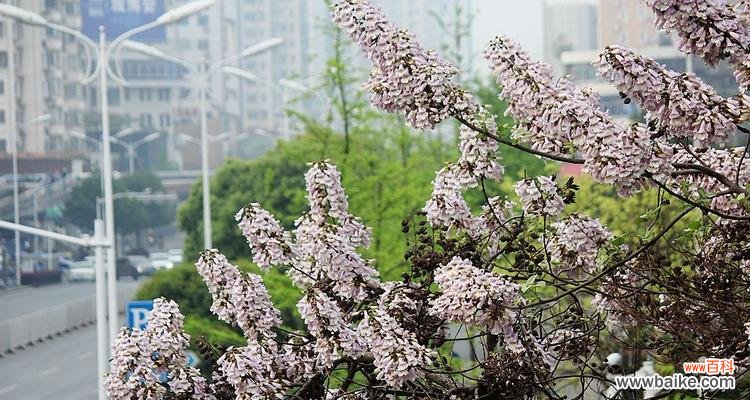 传递爱与美的泡桐花,寓意追求自由 泡桐花的花语与寓意
