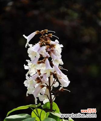 传递爱与美的泡桐花,寓意追求自由 泡桐花的花语与寓意