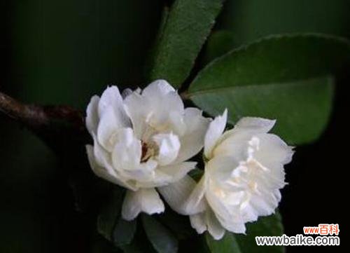 探索女贞子花语的起源、象征与神秘 女贞子花语的深意与传说