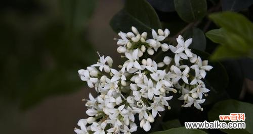 女贞花的语言与生命共舞的密码 女贞花花语的奥秘——探寻自然的智慧