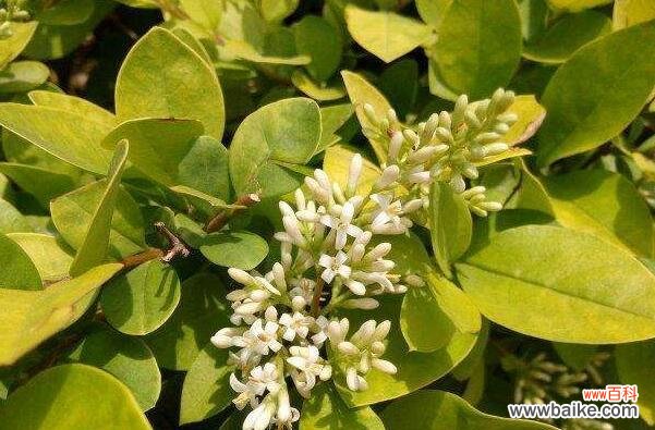 女贞花的语言与生命共舞的密码 女贞花花语的奥秘——探寻自然的智慧