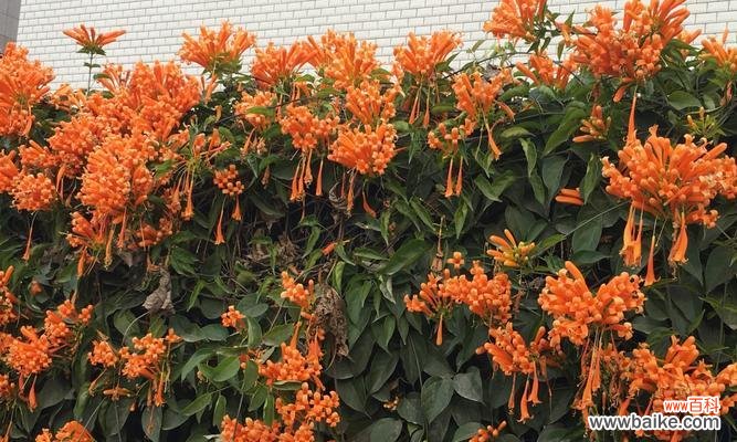 传递欢乐的炫彩之花 炮仗花