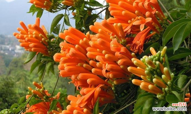 传递欢乐的炫彩之花 炮仗花