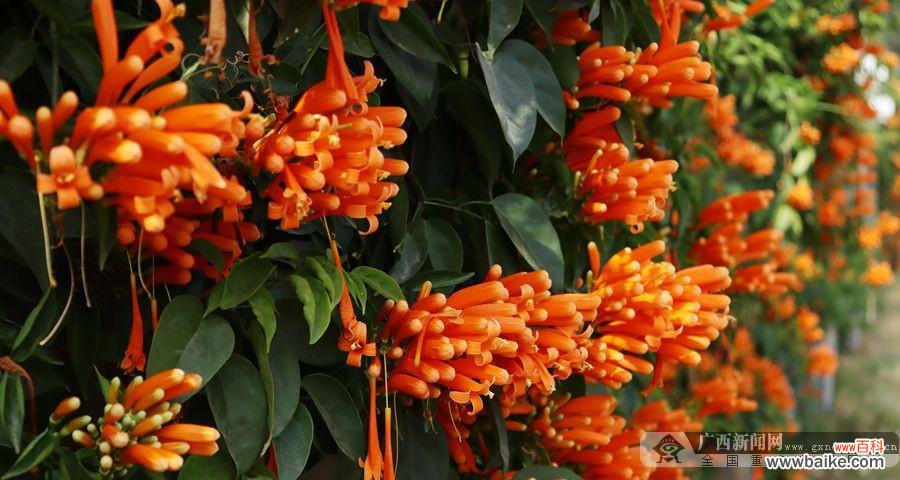 传递欢乐的炫彩之花 炮仗花