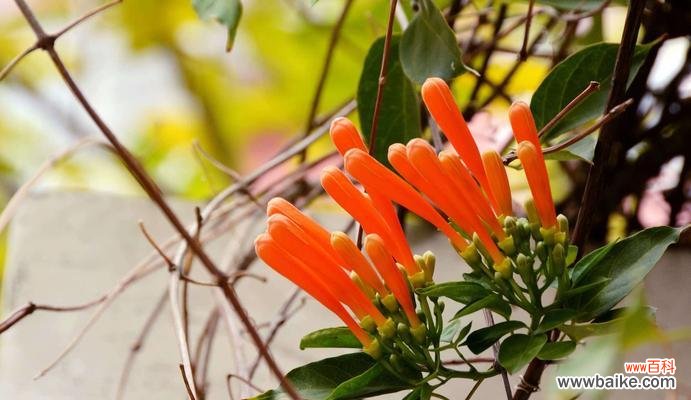 探秘炮仗花的花语,祝福传递的艺术 炮仗花花语之美