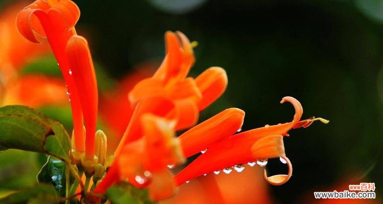 探秘炮仗花的花语,祝福传递的艺术 炮仗花花语之美