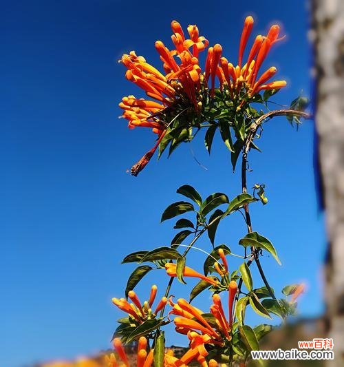 探秘炮仗花的花语,祝福传递的艺术 炮仗花花语之美