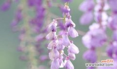 深入解读紫藤花的花语 紫藤花的花语与意义