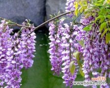 紫藤花的美丽与深远意义 紫藤花的寓意和象征