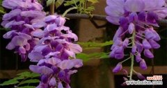 探寻紫藤花的美丽与深意 紫藤花的寓意与象征意义