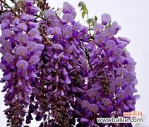 传承千年的神秘之花 紫藤花的花语和传说