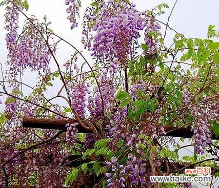 解读紫藤花 紫藤花的寓意与象征