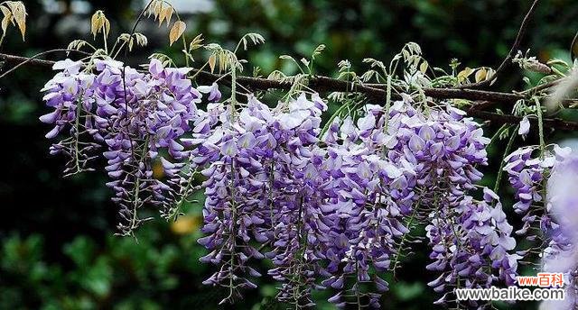 探索紫藤萝花语的深层含义 紫藤萝花语与寓意