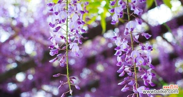 倾诉心声 紫藤萝