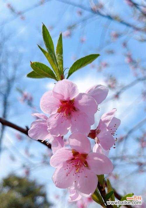 桃花象征着什么？