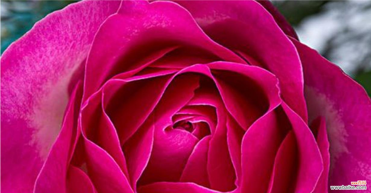 粉红色玫瑰代表什么?花语有哪些含义?