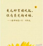 向日葵的浪漫花语是什么？它如何表达爱意？