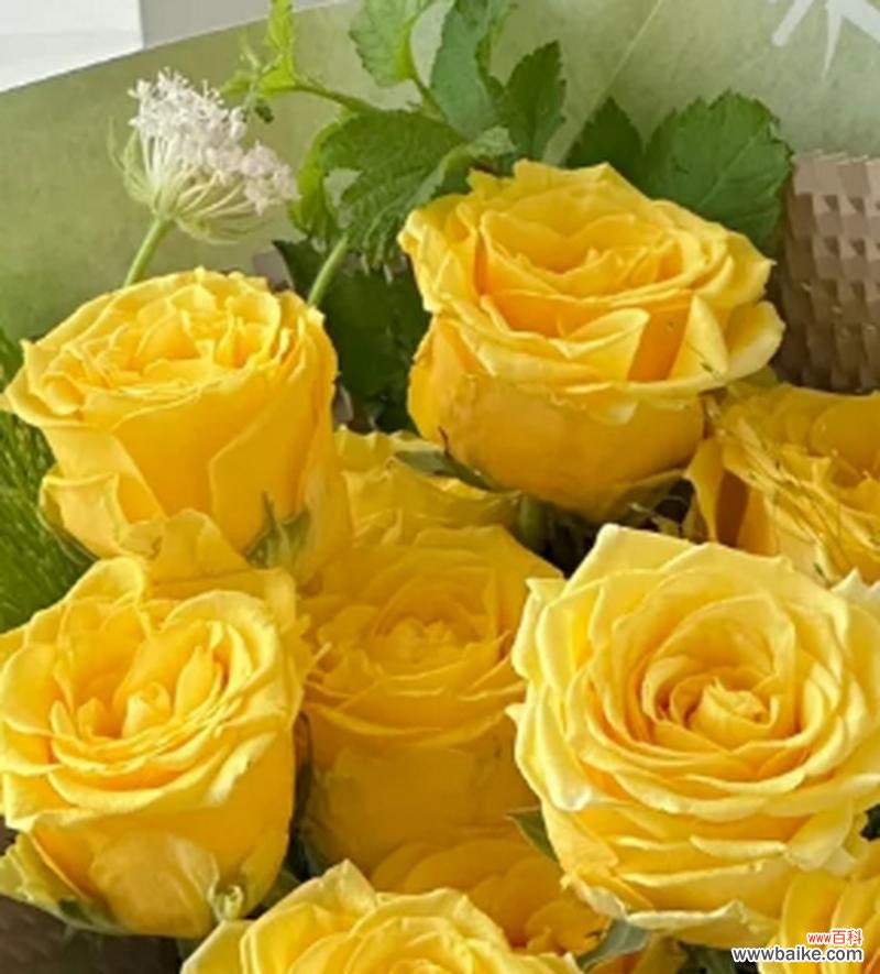 8朵玫瑰花束的寓意是什么?它代表了哪种爱情?