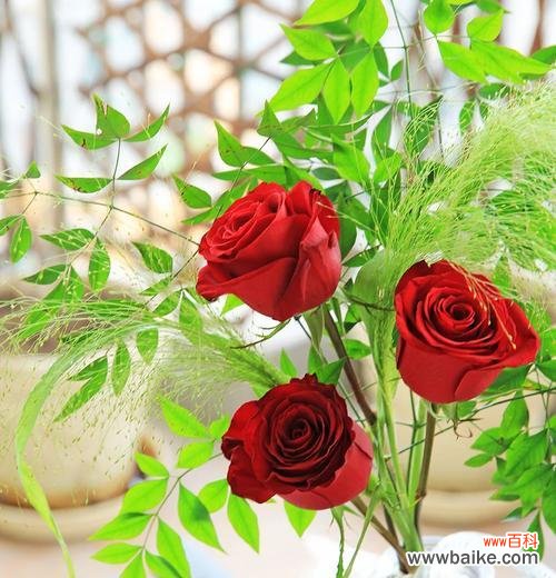 8朵玫瑰花束的寓意是什么?它代表了哪种爱情?