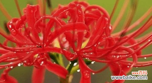 哪种花的花语代表了凶猛?