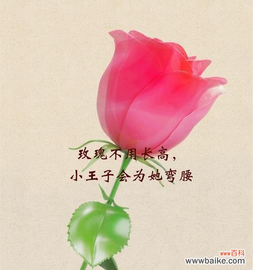 哪种花的花语代表了凶猛?