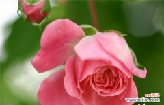 19朵玫瑰的花语有何特别意义？