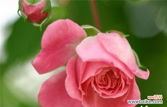 19朵玫瑰的花语有何特别意义?